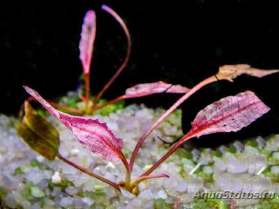 Криптокорина Фламинго (Cryptocoryne spec. ,, Flamingo ,, )