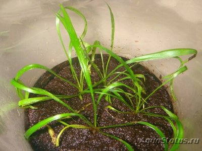 Криптокорина сивадасана (Cryptocoryne sivadasanii)