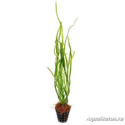 Криптокорина сивадасана (Cryptocoryne sivadasanii)