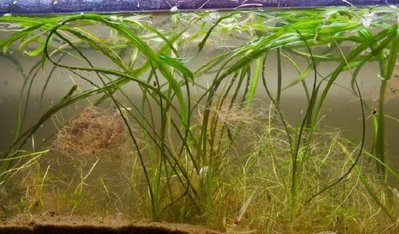 Криптокорина флассидифолия (Cryptocoryne flaccidifolia)