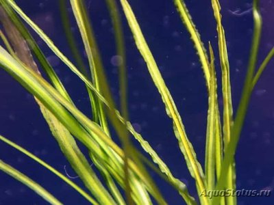 Криптокорина флассидифолия (Cryptocoryne flaccidifolia)