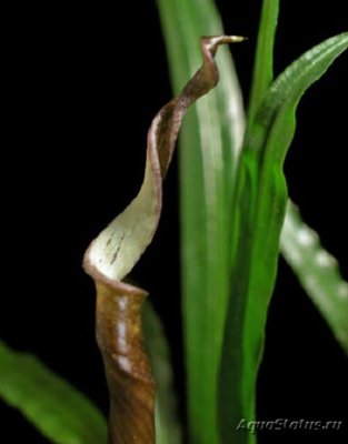 Криптокорина флассидифолия (Cryptocoryne flaccidifolia)
