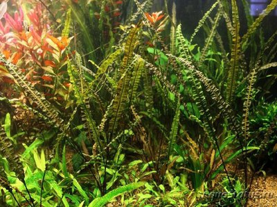 Криптокорина криспатула ( Cryptocoryne crispatula )
