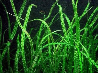 Криптокорина криспатула ( Cryptocoryne crispatula )