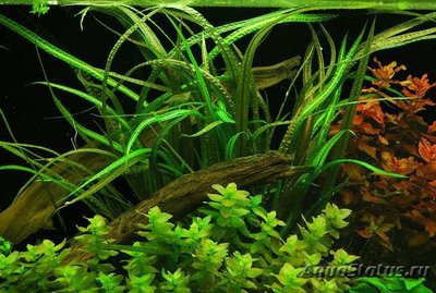 Криптокорина криспатула ( Cryptocoryne crispatula )
