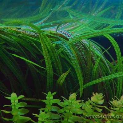 Криптокорина криспатула ( Cryptocoryne crispatula )