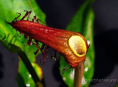 Криптокорина реснитчатая , или Криптокорина цилиата  ( Cryptocoryne сiliata )
