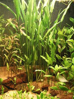 Криптокорина реснитчатая , или Криптокорина цилиата  ( Cryptocoryne сiliata )
