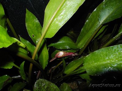 Криптокорина реснитчатая , или Криптокорина цилиата  ( Cryptocoryne сiliata )