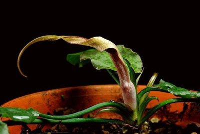 Криптокорина бурая ( Cryptocoryne fusca )