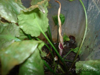 Криптокорина бурая ( Cryptocoryne fusca )