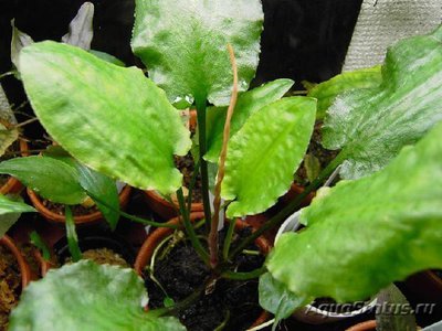 Криптокорина бурая ( Cryptocoryne fusca )
