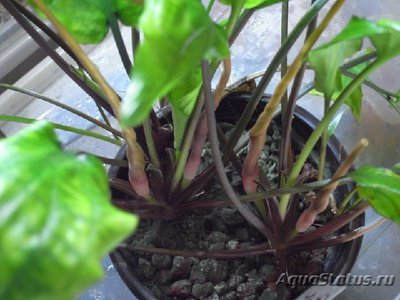 Криптокорина бурая ( Cryptocoryne fusca )