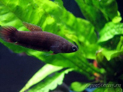 Фото Бетта Персефона Betta persephone  (photo#112081)