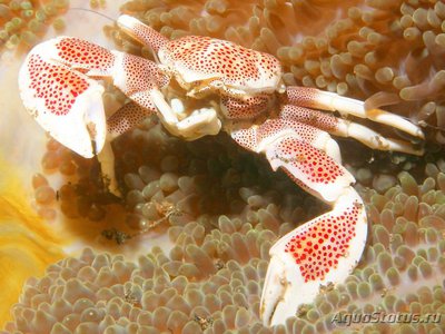 Краб анемоновый пятнистый (Neopetrolisthes maculatus)
