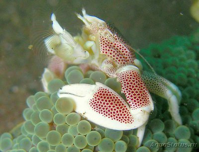 Краб анемоновый пятнистый (Neopetrolisthes maculatus)