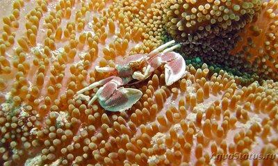 Краб анемоновый пятнистый (Neopetrolisthes maculatus)