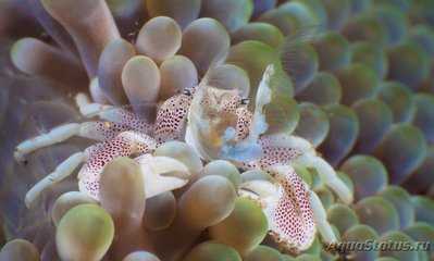 Краб анемоновый пятнистый (Neopetrolisthes maculatus)