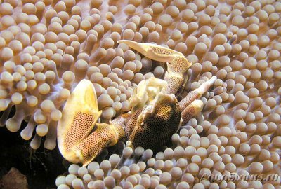 Краб анемоновый пятнистый (Neopetrolisthes maculatus)