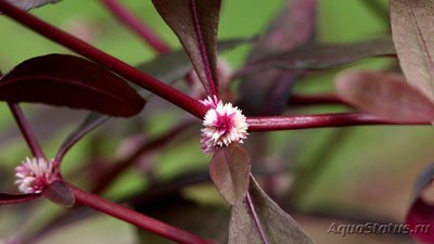 Альтернантера сидячая (Alternanthera sessilis)