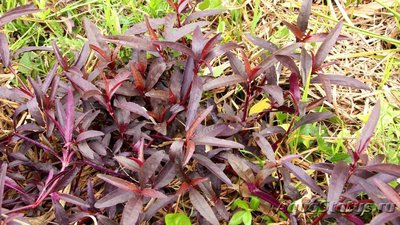 Альтернантера сидячая (Alternanthera sessilis)