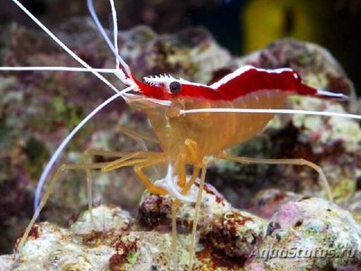 Креветка-доктор тихоокеанская (Lysmata amboinensis)