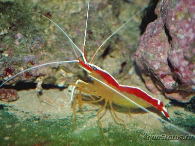 Креветка-доктор тихоокеанская (Lysmata amboinensis)