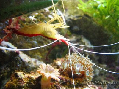 Креветка-доктор тихоокеанская (Lysmata amboinensis)