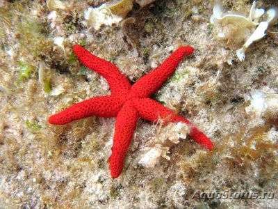 Красная морская звезда (Echinaster sepositus)