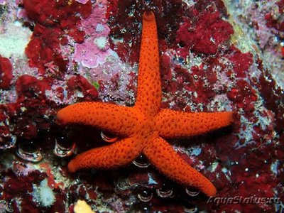 Красная морская звезда (Echinaster sepositus)