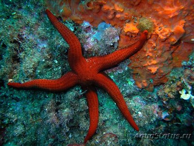 Красная морская звезда (Echinaster sepositus)