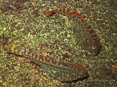Фото Псевдогастромизон хени Pseudogastromyzon cheni  (photo#112150)
