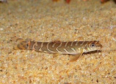 Фото Мезонемахелус триангуларис Mesonoemacheilus triangularis  (photo#112159)