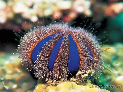 Фото Еж арбузик Mespilia globulus  (photo#112174)