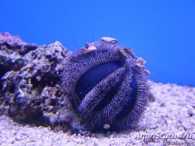 Фото Еж арбузик Mespilia globulus  (photo#112175)