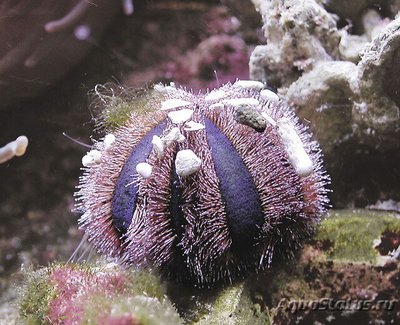 Фото Еж арбузик Mespilia globulus  (photo#112176)