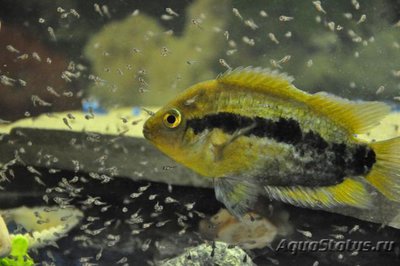 Фото Геротиляпия мультиспиноза Herotilapia multispinosa  (photo#112200)