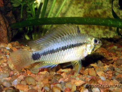 Фото Апистограмма корумба Apistogramma commbrae  (photo#112201)