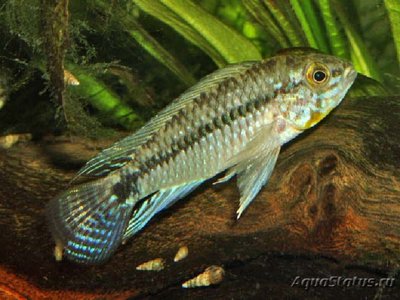 Фото Апистограмма корумба Apistogramma commbrae  (photo#112202)