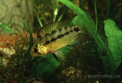 Фото Апистограмма корумба Apistogramma commbrae  (photo#112203)