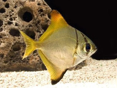 Фото Монодактил себа , или Ласточка полосатая Monodactylus sebae , Psettus sebae  (photo#112230)