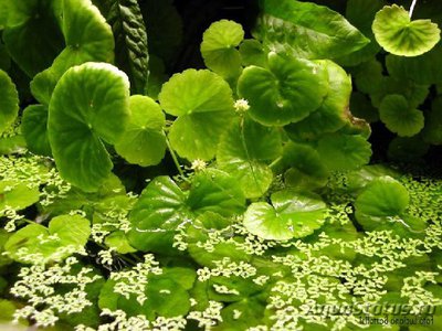 Щитолистник мутовчатый  , или Гидрокотила вертикальная ( Hydrocotyle vertacillata )