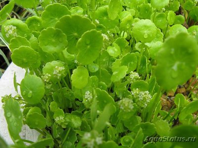Щитолистник мутовчатый  , или Гидрокотила вертикальная ( Hydrocotyle vertacillata )