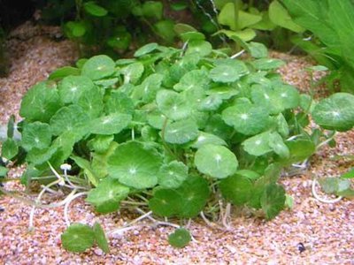 Щитолистник мутовчатый  , или Гидрокотила вертикальная ( Hydrocotyle vertacillata )