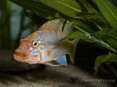 Фото Апистограмма Келлери Apistogramma sp. Kelleri  (photo#112239)