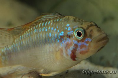 Фото Апистограмма Келлери Apistogramma sp. Kelleri  (photo#112240)