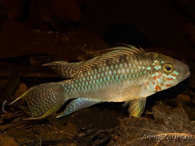 Фото Апистограмма Келлери Apistogramma sp. Kelleri  (photo#112241)