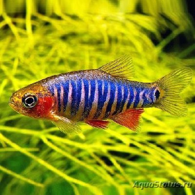 Фото Микрорасбора эритромикрон Microrasbora erythromicron  (photo#112245)