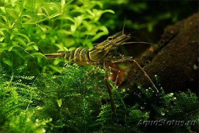 Креветка японская речная ( Macrobrachium nipponense )