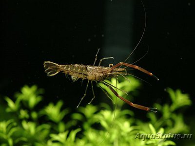 Креветка японская речная ( Macrobrachium nipponense )